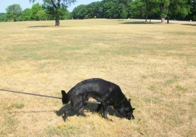 ceridwen zu treuen handen IPO2 RN german shepherd tracking